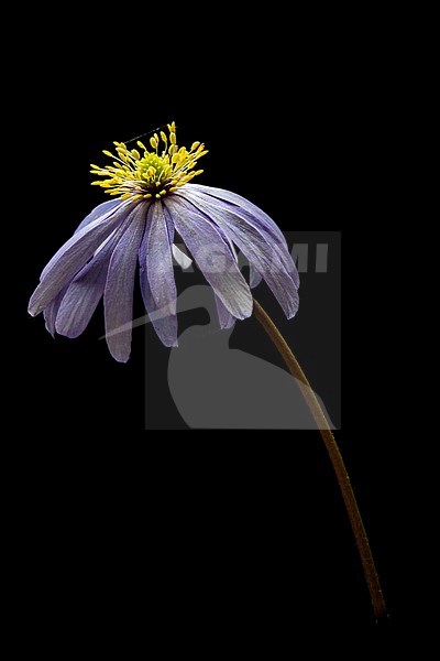 Blue Anemone, Anemone apennina stock-image by Agami/Wil Leurs,