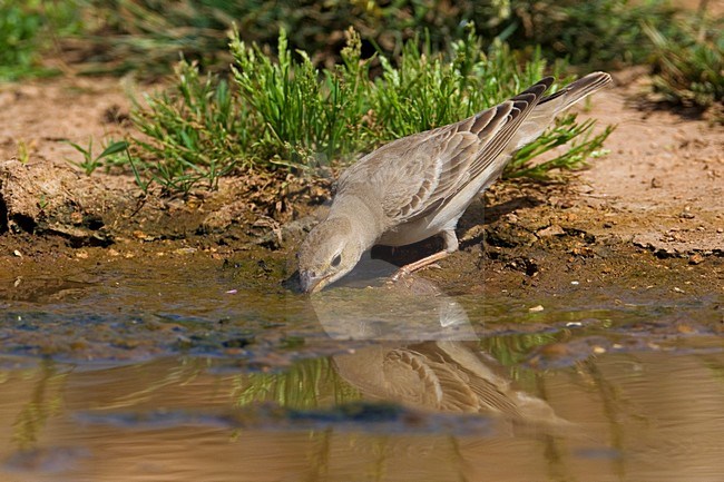 Bleke Rotsmus drinkend; Pale Rock Sparrow drinking stock-image by Agami/Daniele Occhiato,