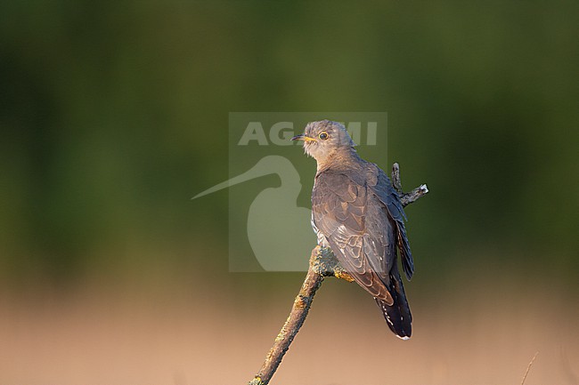 Adult female Common Cuckoo ( Cuculus canorus) perched on a stick in a meadow at North Zealand, Denmark stock-image by Agami/Helge Sorensen,