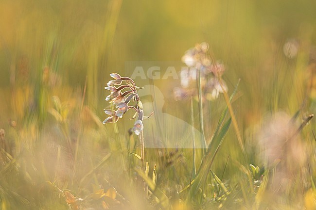 Flowers in Dutch meadow with backlight. stock-image by Agami/Arjan van Duijvenboden,
