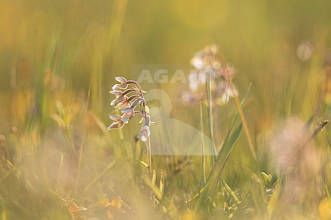 Flowers in Dutch meadow with backlight. stock-image by Agami/Arjan van Duijvenboden,