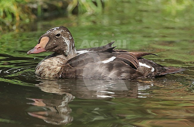 King Eider (Somateria spectabilis), adult male in eclips plumage swimming, seen from the side. stock-image by Agami/Fred Visscher,