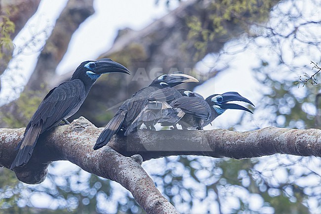 A group of Bushy-crested Hornbill (Anorrhinus galeritus) Perched on a branch in Borneo stock-image by Agami/Dubi Shapiro,