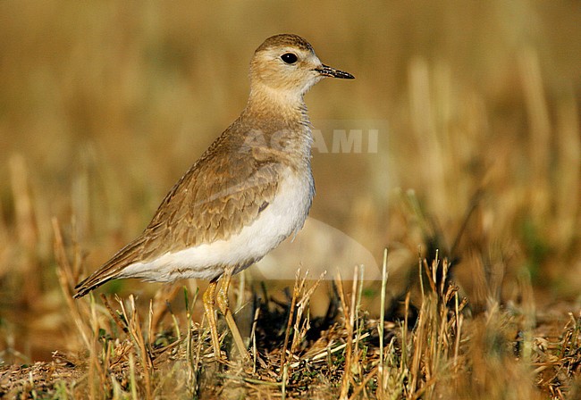 Adult non-breeding
Imperial Co., CA
January 2007 stock-image by Agami/Brian E Small,