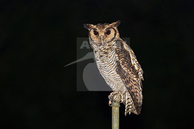 Fraser's Eagle Owl, Bubo poensis poensis, at night in rain forest in Gabon. stock-image by Agami/Pete Morris,