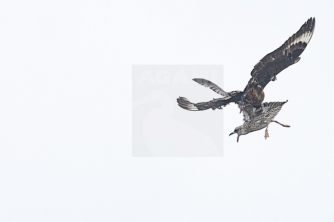  stock-image by Agami/Menno van Duijn,