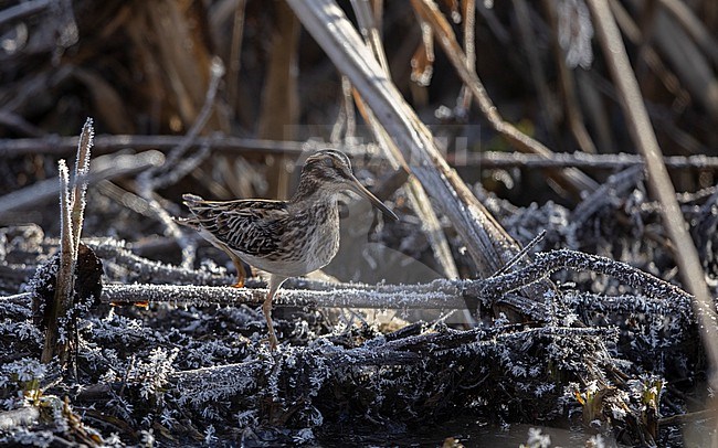 Jack Snipe (Lymnocryptes minimus) actively feeding in small creek at Roskilde, Denmark stock-image by Agami/Helge Sorensen,