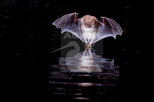 Watervleermuis jagend boven water; Daubentons bat hunting near water stock-image by Agami/Theo Douma,