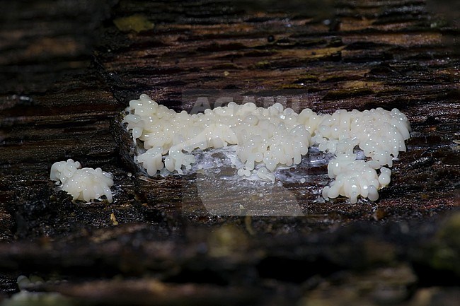 slijmzwam; slime mold stock-image by Agami/Walter Soestbergen,