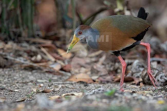 Grey-necked Wood Rail (Aramides cajaneus) walking on the ground in a lowland rainforest near Tikal in Guatemala. Also known as Grey-cowled wood rail. stock-image by Agami/Dubi Shapiro,