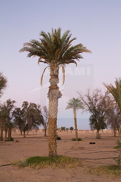 Palmtree in central desert of Oman stock-image by Agami/Ralph Martin,