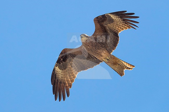 Black-eared Kite; Milvus lineatus stock-image by Agami/Daniele Occhiato,