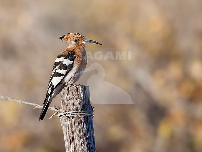 African Hoopoe (Upupa africana) perched on a pole in South Africa. stock-image by Agami/Marc Guyt,