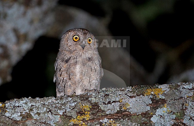Adulte Dwergooruil op tak met korstmos; Adult Eurasian scops owl on branch with lichens stock-image by Agami/Martijn Verdoes,