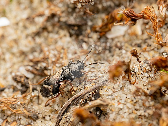 Megalonotus praetextatus is a species of seed bug in the family Rhyparochromidae stock-image by Agami/Arnold Meijer,