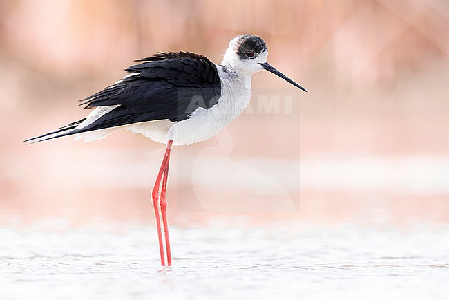 Adult Black-winged Stilt (Himantopus himantopus) in Italy. stock-image by Agami/Daniele Occhiato,