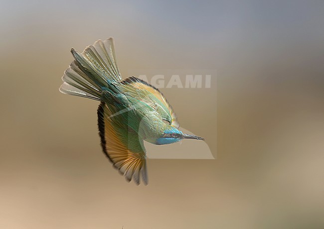 Adult Green bee-eater (Merops orientalis cyanophrys), also known as Arabian Green Bee-eater. Bird flying against colourful background. stock-image by Agami/Kari Eischer,
