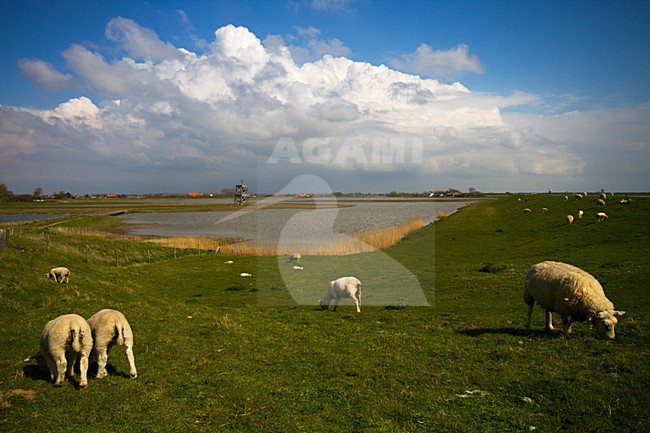 Landschap Prunjepolder, Zeeland (Netherlands) stock-image by Agami/Menno van Duijn,