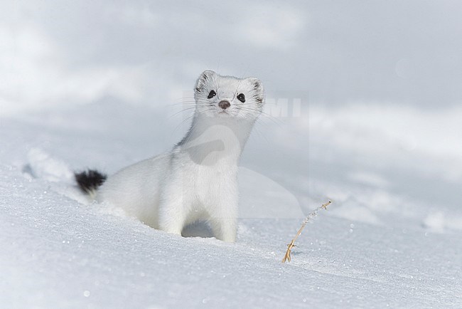 Stoat in the snow, Hermelijn tin de sneeuw stock-image by Agami/Alain Ghignone,