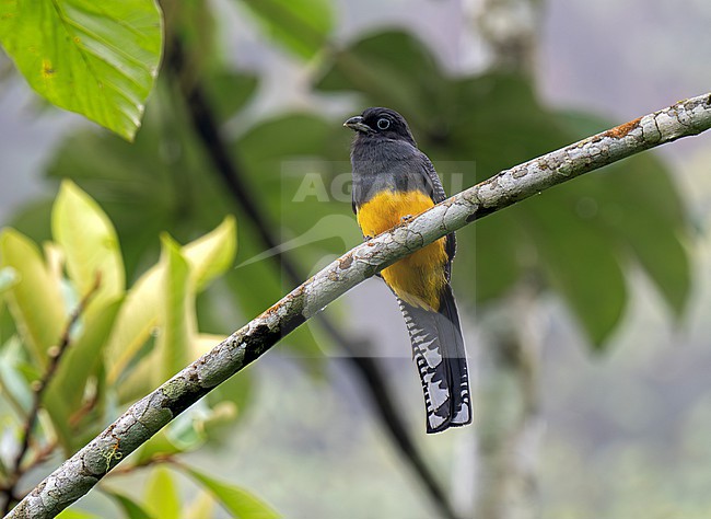Green-backed Trogon (Trogon viridis) female perched on a branch in the forest canopy stock-image by Agami/Andy & Gill Swash ,