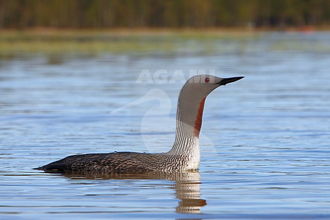 Roodkeelduiker, Red-throated Loon, Gavia stellata stock-image by Agami/Jari Peltomäki,