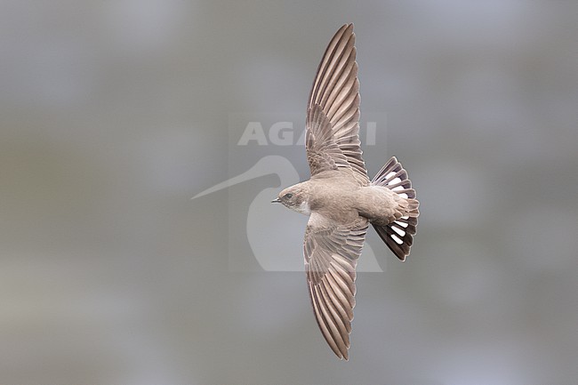 Eurasian Crag Martin, Ptyonoprogne rupestris, in Georgia. stock-image by Agami/Daniele Occhiato,