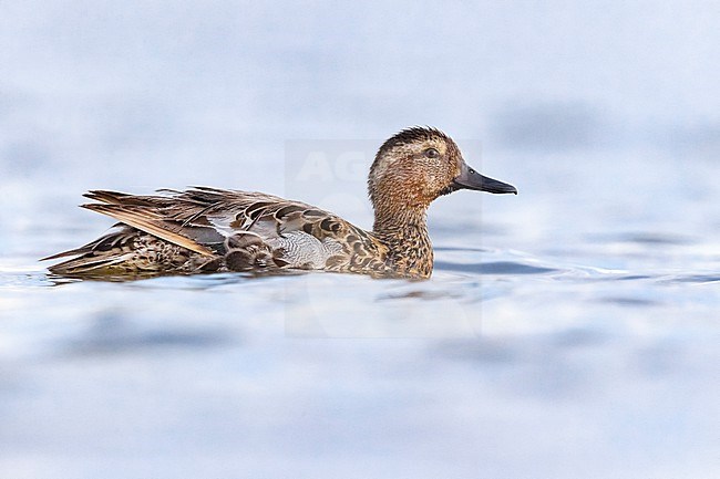 Male Garganey, Spatula querquedula, in Italy. Moulting in eclipse plumage. stock-image by Agami/Daniele Occhiato,