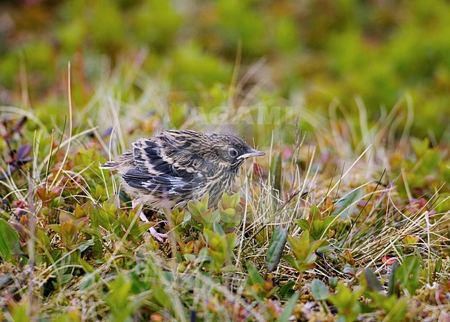 Pas uitgevlogen Roodkeelpieper; Red-throated Pipit fledgling stock-image by Agami/Markus Varesvuo,