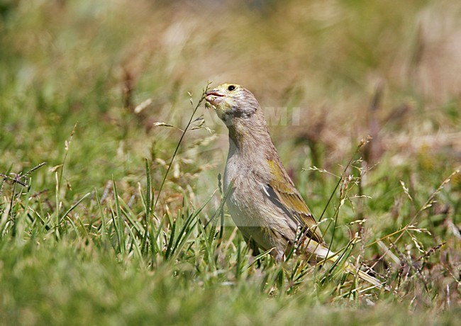 Foeragerende Syrische Kanarie; Foraging Syrian Serin stock-image by Agami/Markus Varesvuo,