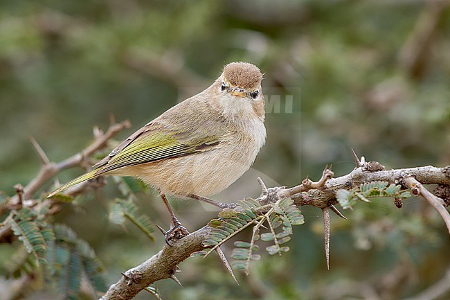 Brown Woodland Warbler (Phylloscopus umbrovirens) perched on a branch, Saudi Arabia stock-image by Agami/Tomas Grim,