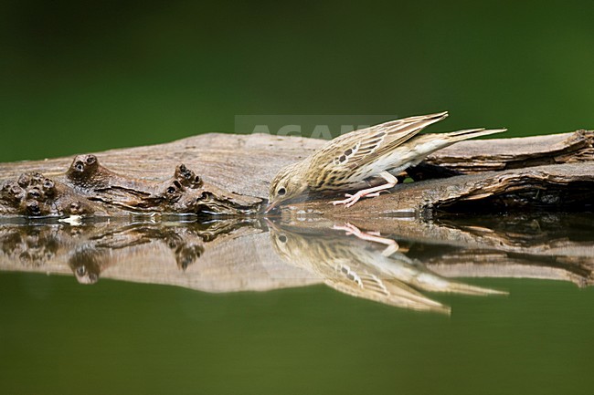 Boompieper bij drinkplaats; Tree Pipit at drinking site stock-image by Agami/Marc Guyt,
