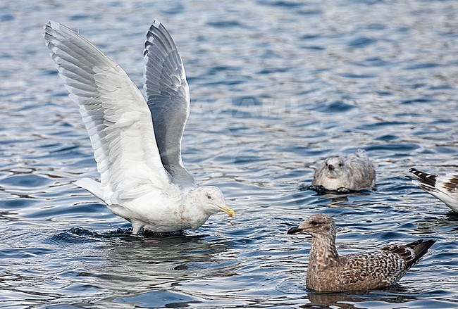 Glaucous-winged Gull (Larus glaucescens) wintering in northern Japan. Landing on the sea water with both wings held above the body. stock-image by Agami/Marc Guyt,