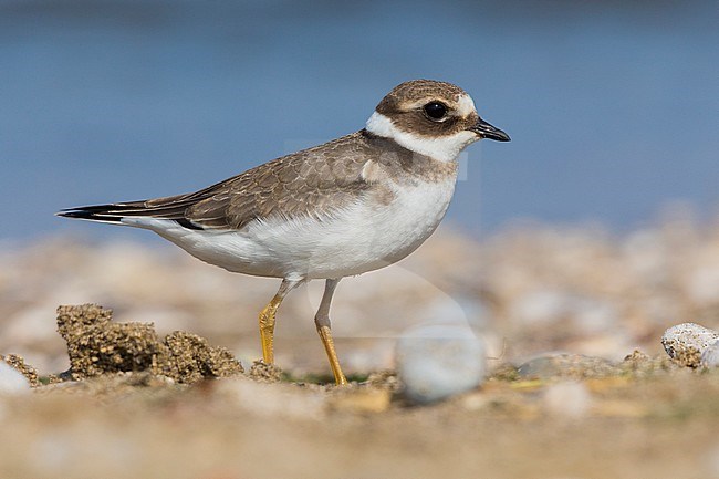 Ringed Plover (Charadrius hiaticula), juvenile standing on the ground stock-image by Agami/Saverio Gatto,