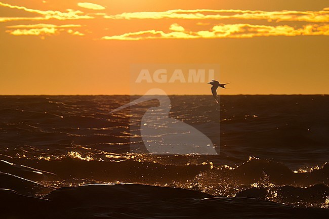 Distant Arctic Tern (Sterna paradisaea) in flight against sunset above the sea stock-image by Agami/Kari Eischer,