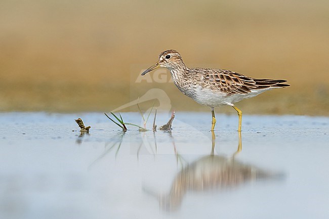 Adult breeding
Galveston Co., TX
May 2023 stock-image by Agami/Brian E Small,