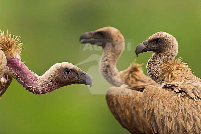 Cape Vulture (Gyps coprotheres) with African White-backed Vultures (Gyps africanus) stock-image by Agami/Bence Mate,