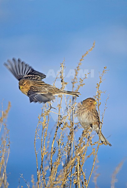 Fraters in boom; Twites in tree stock-image by Agami/Markus Varesvuo,