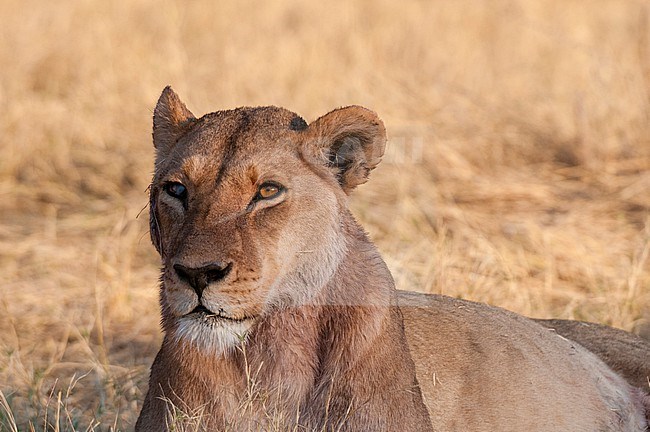 Portrait of a lioness, Panthera leo, blind in the right eye. Okavango Delta, Botswana. stock-image by Agami/Sergio Pitamitz,
