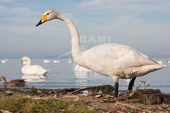 Whooper Swan - Singschwan - Cygnus cygnus, Germany, adult, with Mute Swan stock-image by Agami/Ralph Martin,