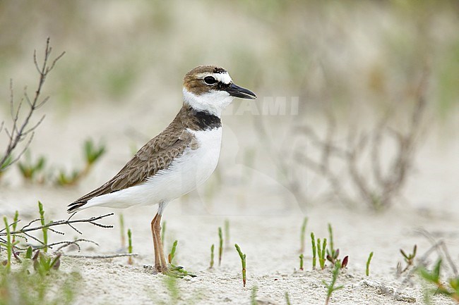 Adult male Wilson's Plover, Charadrius wilsonia) in breeding plumage standing on a sandy beach.
Galveston Co., Texas, USA. stock-image by Agami/Brian E Small,