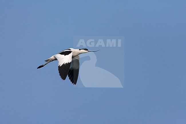 Pied Avocet, Recurvirostra avosetta, during spring in the Wagejot on Texel, Netherlands. stock-image by Agami/Marc Guyt,