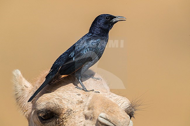 Tristram's Starling (Onychognathus tristramii), side view of an adult male standing on the head of a Dromedary Camel stock-image by Agami/Saverio Gatto,