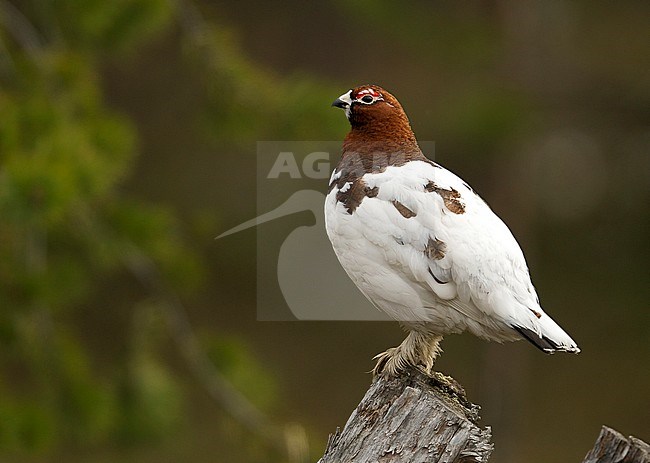 Male Willow Grouse (Lagopus lagopus lagopus) displaying bird in Lapland Finland stock-image by Agami/Kris de Rouck,