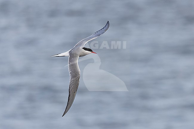 Adult Arctic Tern (Sterna paradisaea) in flight near the breeding colony site. stock-image by Agami/David Monticelli,
