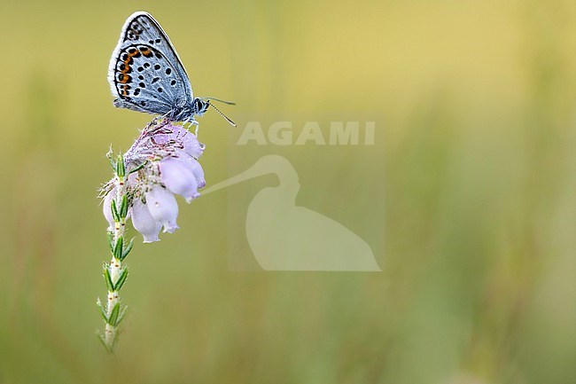 Silver-studded Blue, Plebejus aragus stock-image by Agami/Wil Leurs,