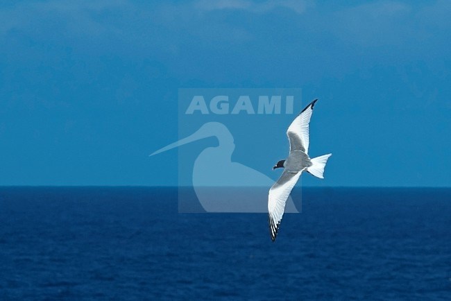 Swallow-tailed Gull flying; Zwaluwstaartmeeuw vliegend stock-image by Agami/Roy de Haas,