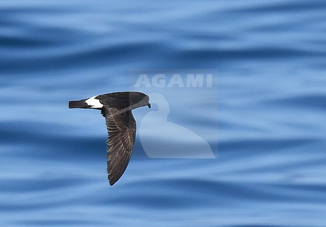 European Storm Petrel (Hydrobates pelagicus) flying over the Atlantic Ocean off Portugal during autumn migration. stock-image by Agami/Laurens Steijn,