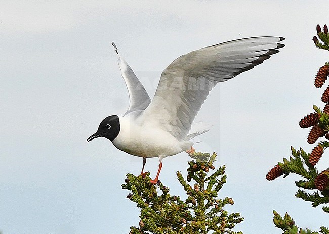 The Bonaparte's Gull is a cute gull breeding at the taiga forest of North America. stock-image by Agami/Eduard Sangster,