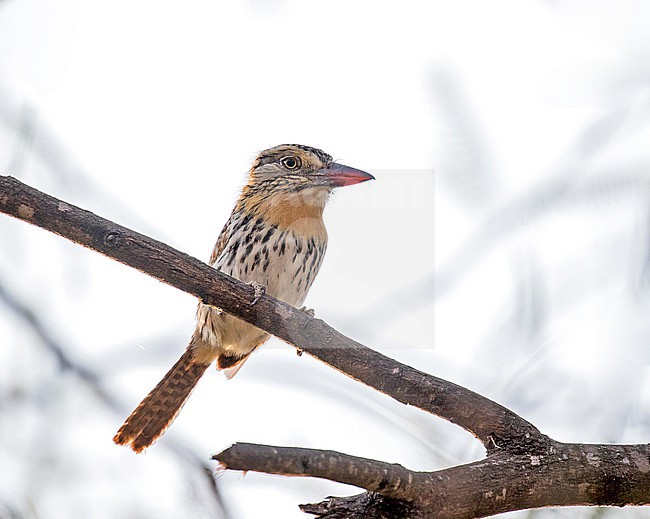 Chaco Puffbird (Nystalus maculatus striatipectus) in Paraguay. Perched in a tree. Lumped back with Caatinga Puffbird (Nystalus maculatus). stock-image by Agami/Pete Morris,