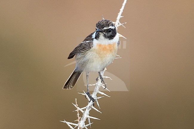Canary Islands Chat; Saxicola dacotiae stock-image by Agami/Daniele Occhiato,